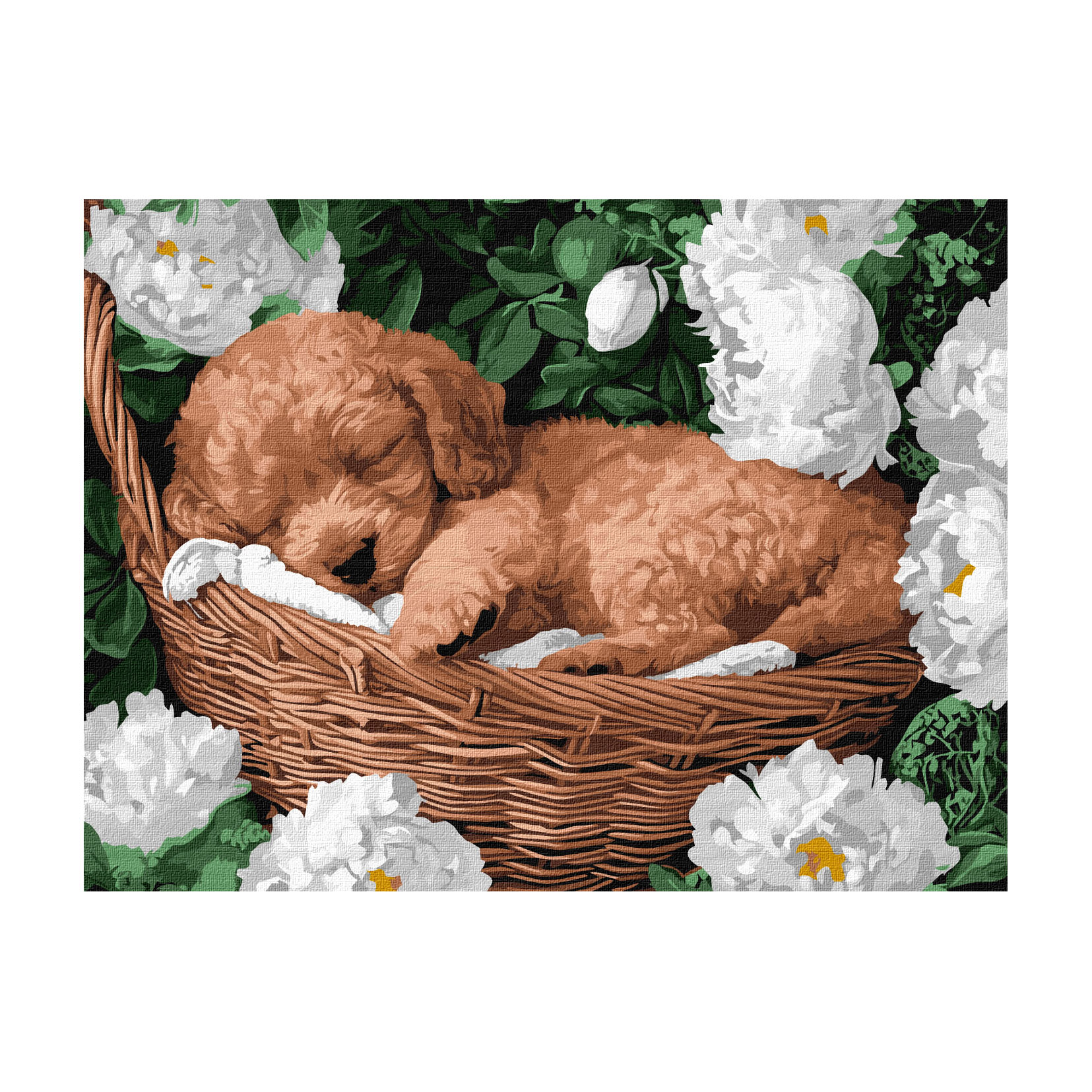 Картина за номерами Ideyka Сплячий пудель, 30*40 см (KHO6677)
Картина за номерами Ideyka Сплячий пудель, 30*40 см (KHO6677)